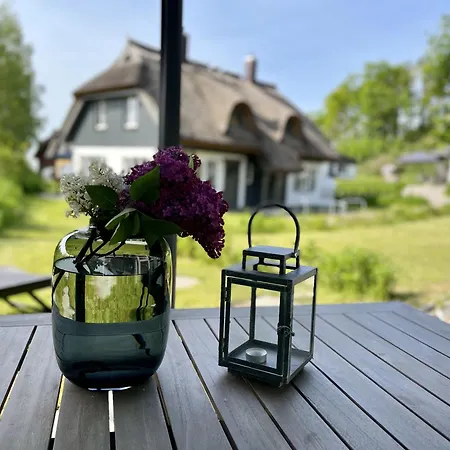 Strandflieder 05 Klein Stresow Ruegen By Ruyastay פוטבוס