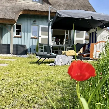 Strandflieder 05 Klein Stresow Ruegen By Ruyastay *